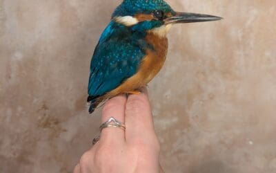 A timeline of taxidermy: from curiosity to conservation