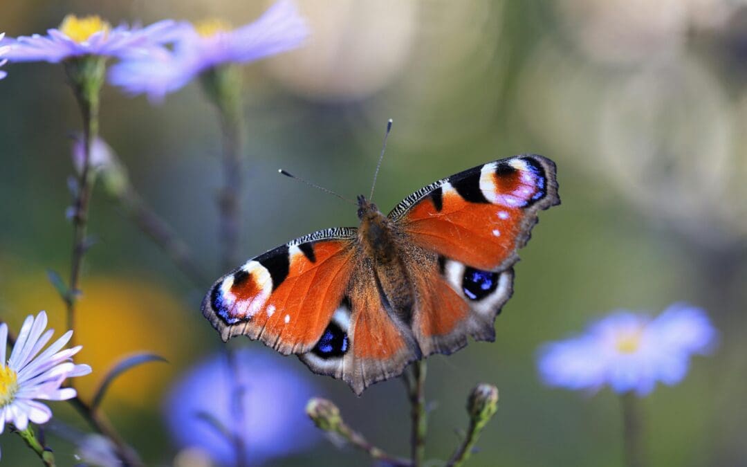 The Butterfly Effect, and the tree that would’ve killed me