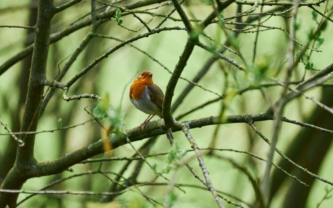 How families are remembering loved ones after cremation