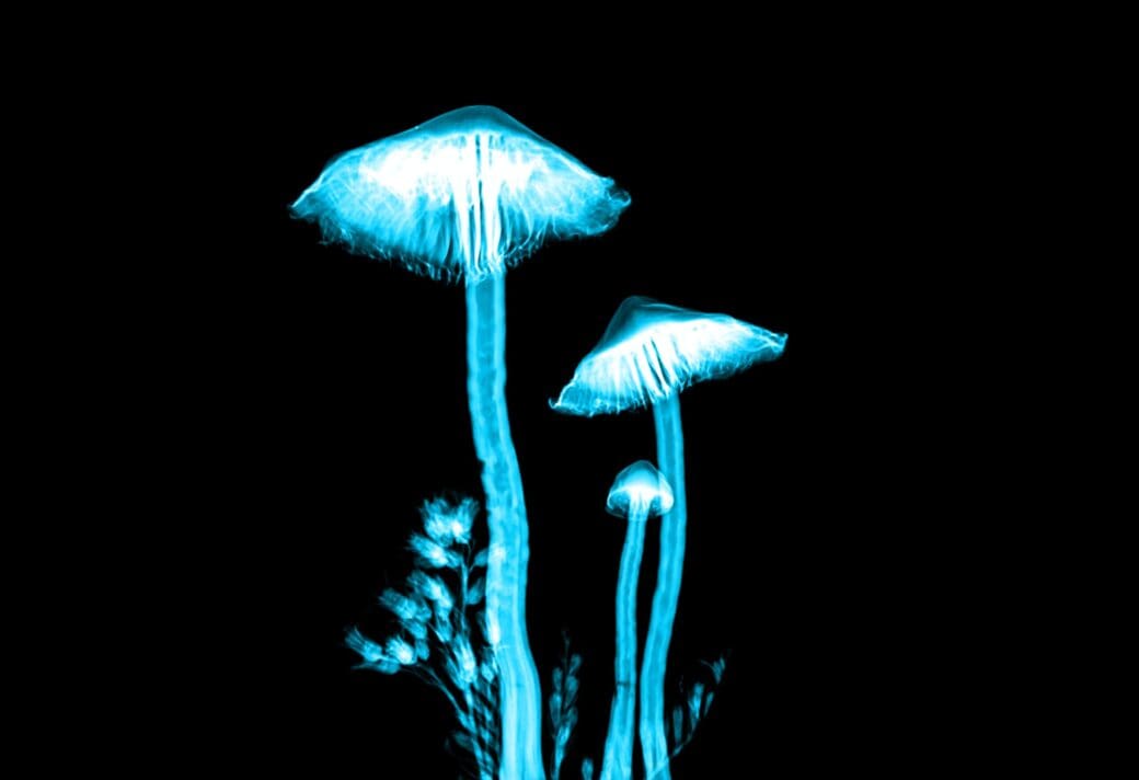 Photo of psychedelic mushrooms.