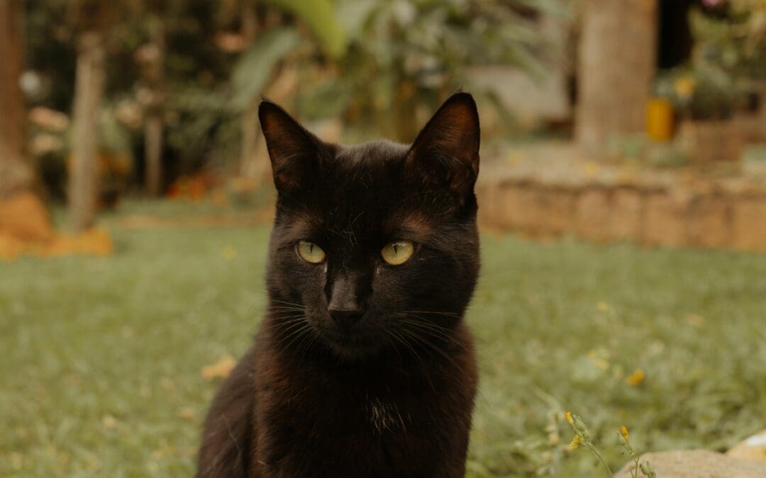 Cats can predict death: mythology, culture, and science